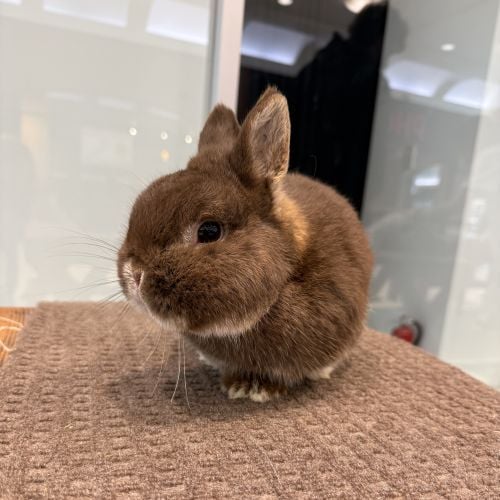 Bunny that participated in Easter events at RiverTown Crossings